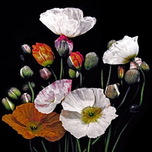 Poppies60x60canvassmall