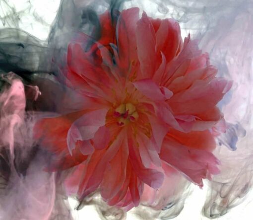 Peony Flow - Image 5