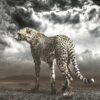 Cheetah on the Plain
