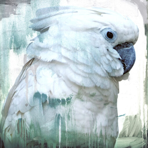 Cockatoo Drips