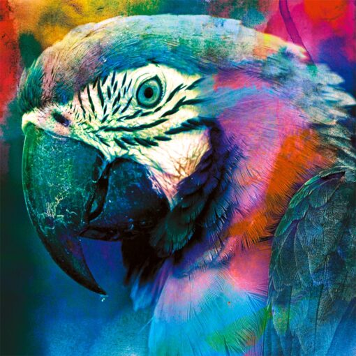 Parrot Rainbow