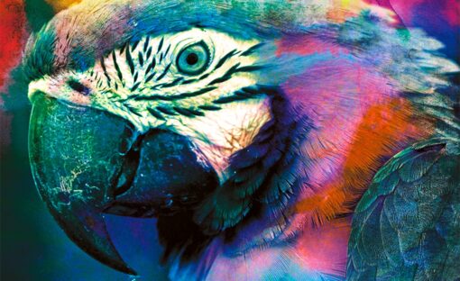 Parrot Rainbow - Image 3