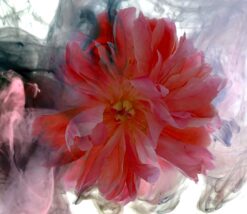 Peony Flow