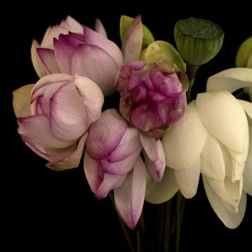 Lotus Love - Martine Vanderspuy