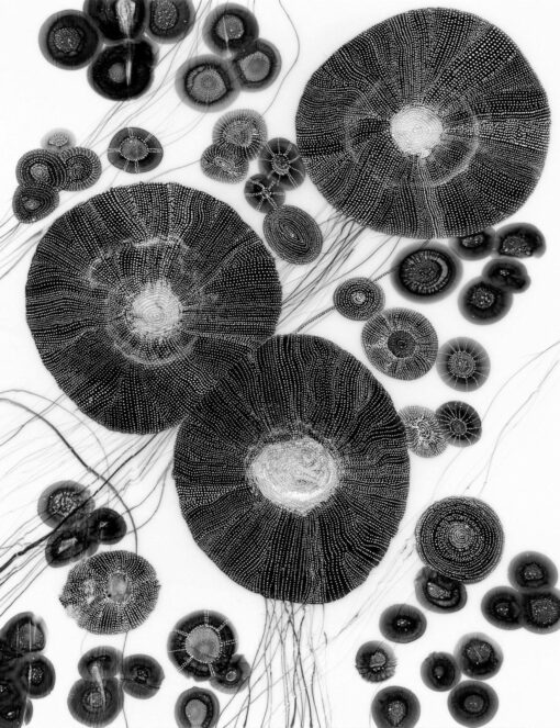 Jellies - Martine Vanderspuy - Image 2