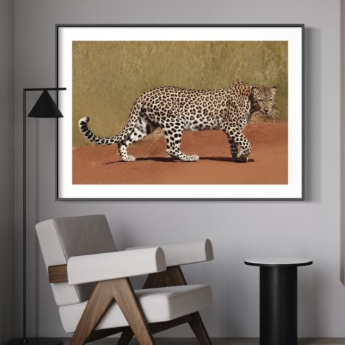 LeopardWalk_Insitu
