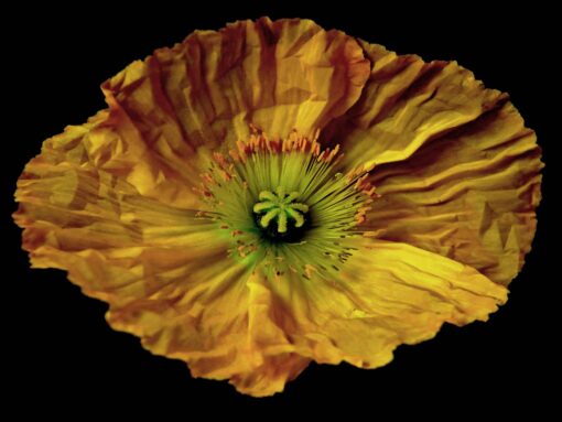 Yellow Mellow - Martine Vanderspuy - Image 5