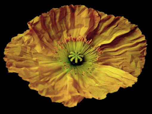 Yellow Mellow - Martine Vanderspuy - Image 6