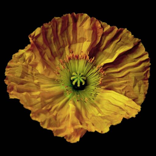 Yellow Mellow - Martine Vanderspuy