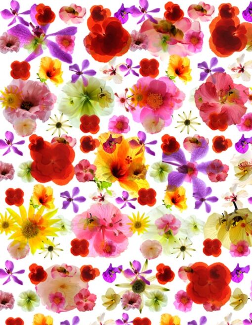 Floral Rainbow - Image 3