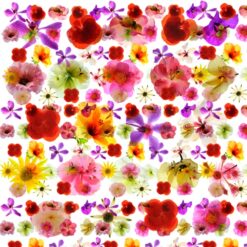 Floral Rainbow