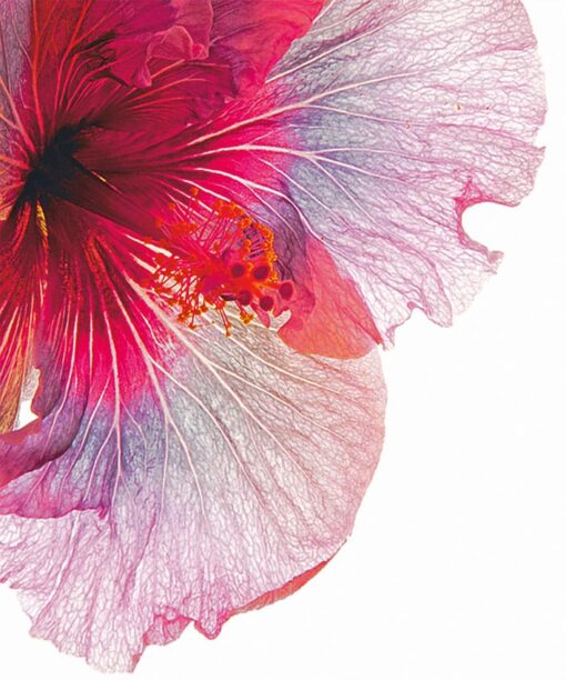 Pink Hibiscus - Image 5