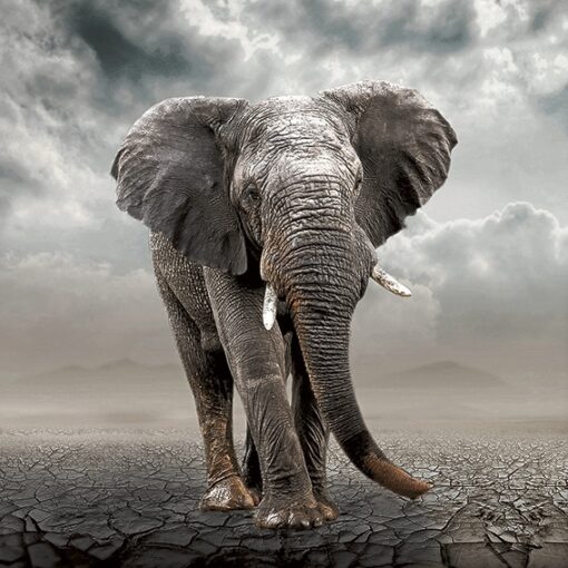 Ellie on the Plains - Image 3