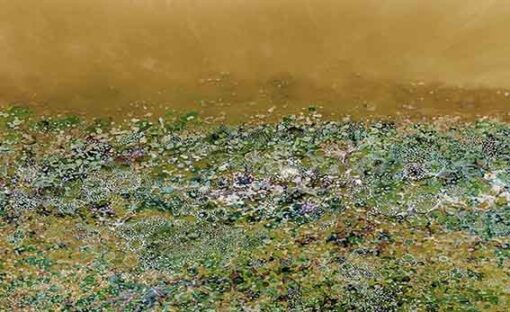 Yellow Coral Garden - Image 2