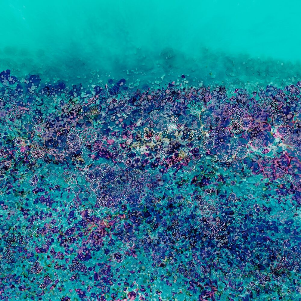 Rainbow Reef - Image 5