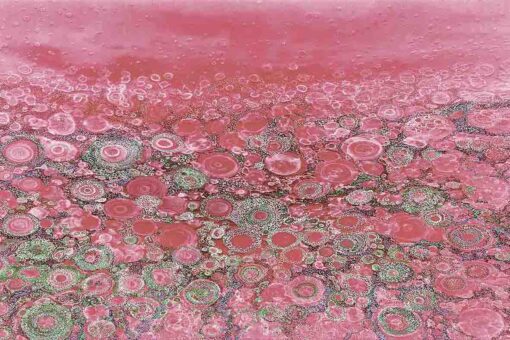 Coral Magenta - Image 2