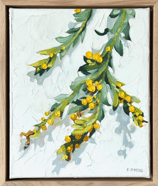 Clay wattle in bloom - Kirsty McIntyre