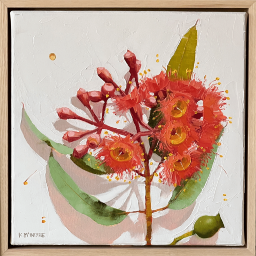 Scarlet Ficifolia - Kirsty McIntyre
