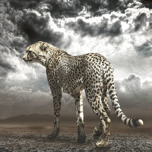 Cheetah On The Plains - Martine Vanderspuy