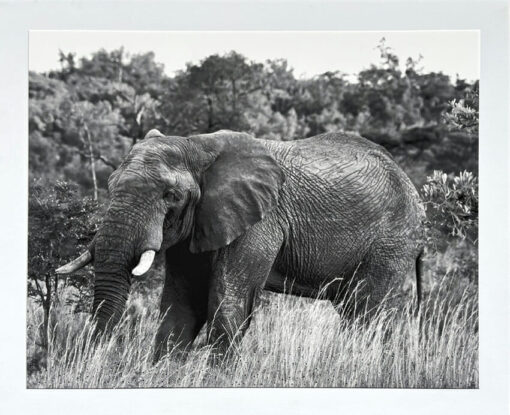 Ellie In The Grass - Kristina Martin - Image 3