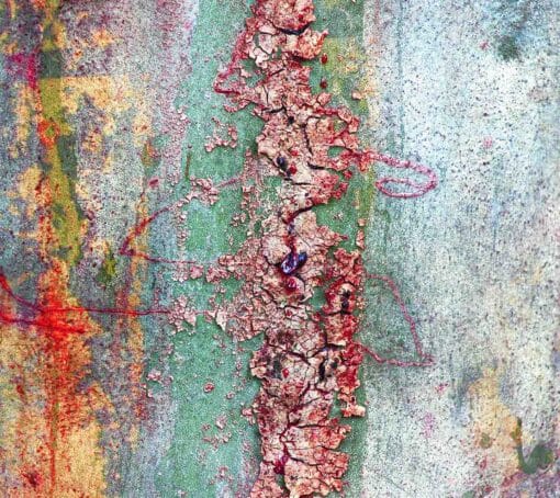 Bark Glow - Image 2