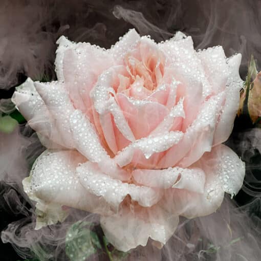 Una Rose