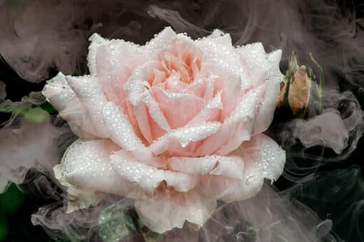 Una Rose - Image 2