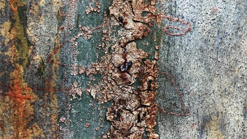 Bark Glow - Image 5