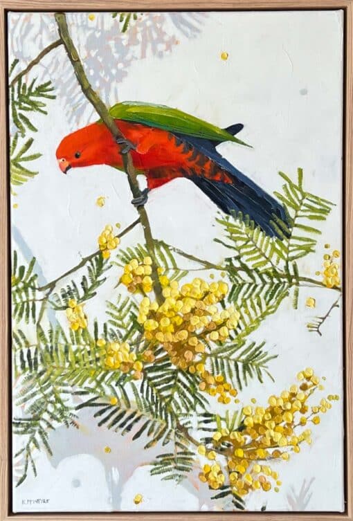 Curious king parrot with wattle - Kirsty McIntyre