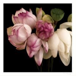 Lotus Love - Martine Vanderspuy