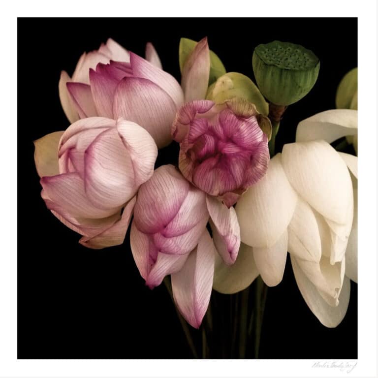 Lotus Love - Martine Vanderspuy