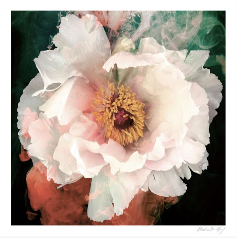 Peony Dreaming - Martine Vanderspuy