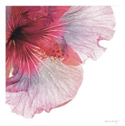 Pink Hibiscus - Martine Vanderspuy