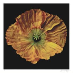 Pop Poppy - Martine Vanderspuy