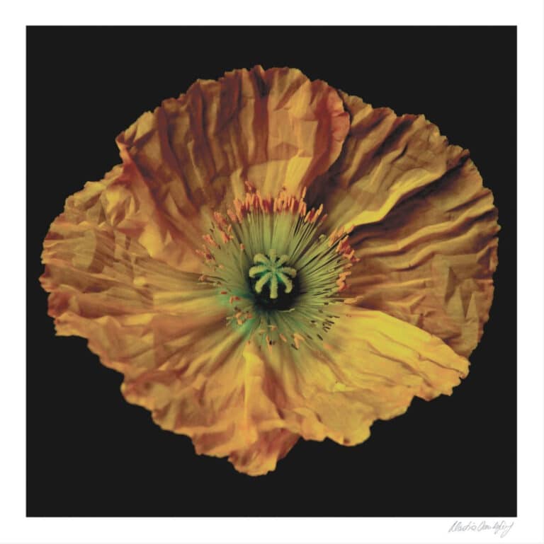 Pop Poppy - Martine Vanderspuy
