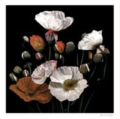 Popping Poppies - Martine Vanderspuy