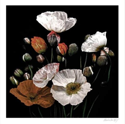 Popping Poppies - Martine Vanderspuy