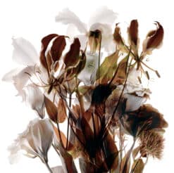 Sepia Bouquet - Martine Vanderspuy