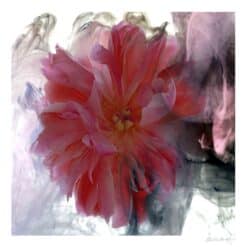 Peony Flow - Martine Vanderspuy