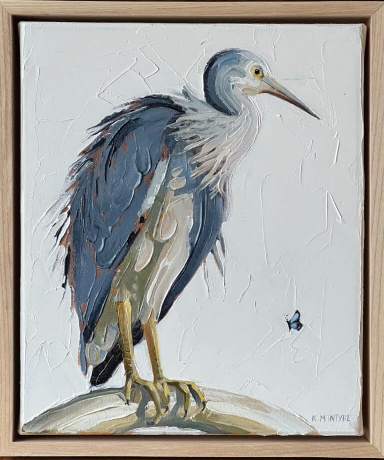 White faced heron - Kirsty McIntyre