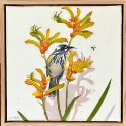 New Holland Honeyeater in the kangaroo paw - Kirsty McIntyre