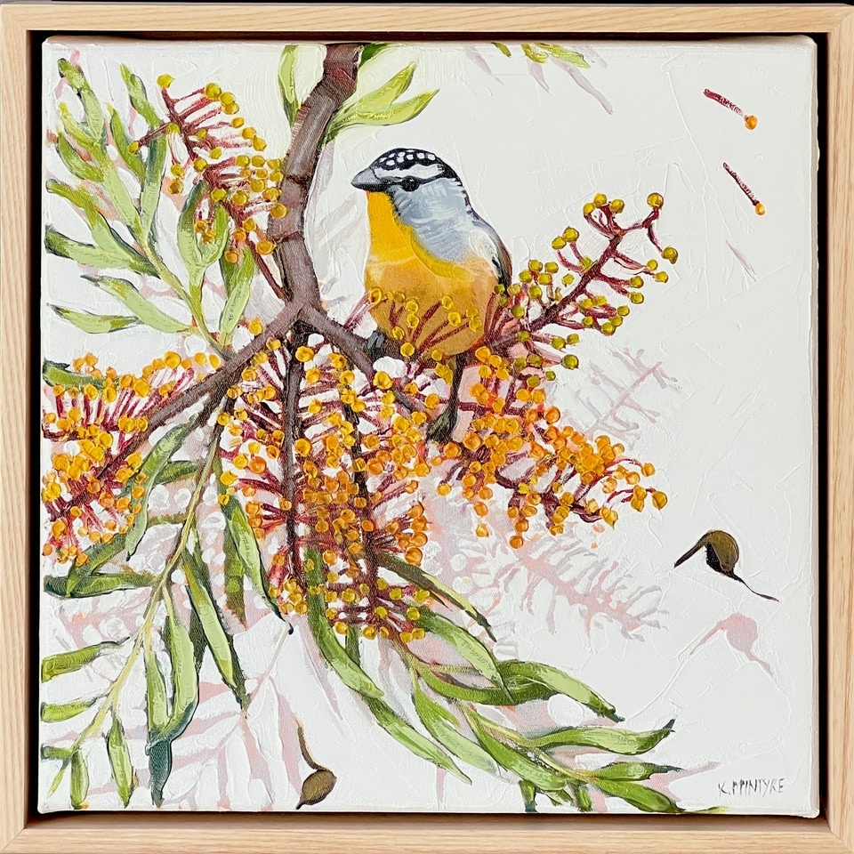 Spotted pardalote in silky oak - Kirsty McIntyre