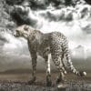Cheetah on the Plains - Martine Vanderspuy - Image 3