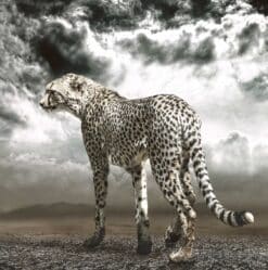 Cheetah on the Plains - Martine Vanderspuy