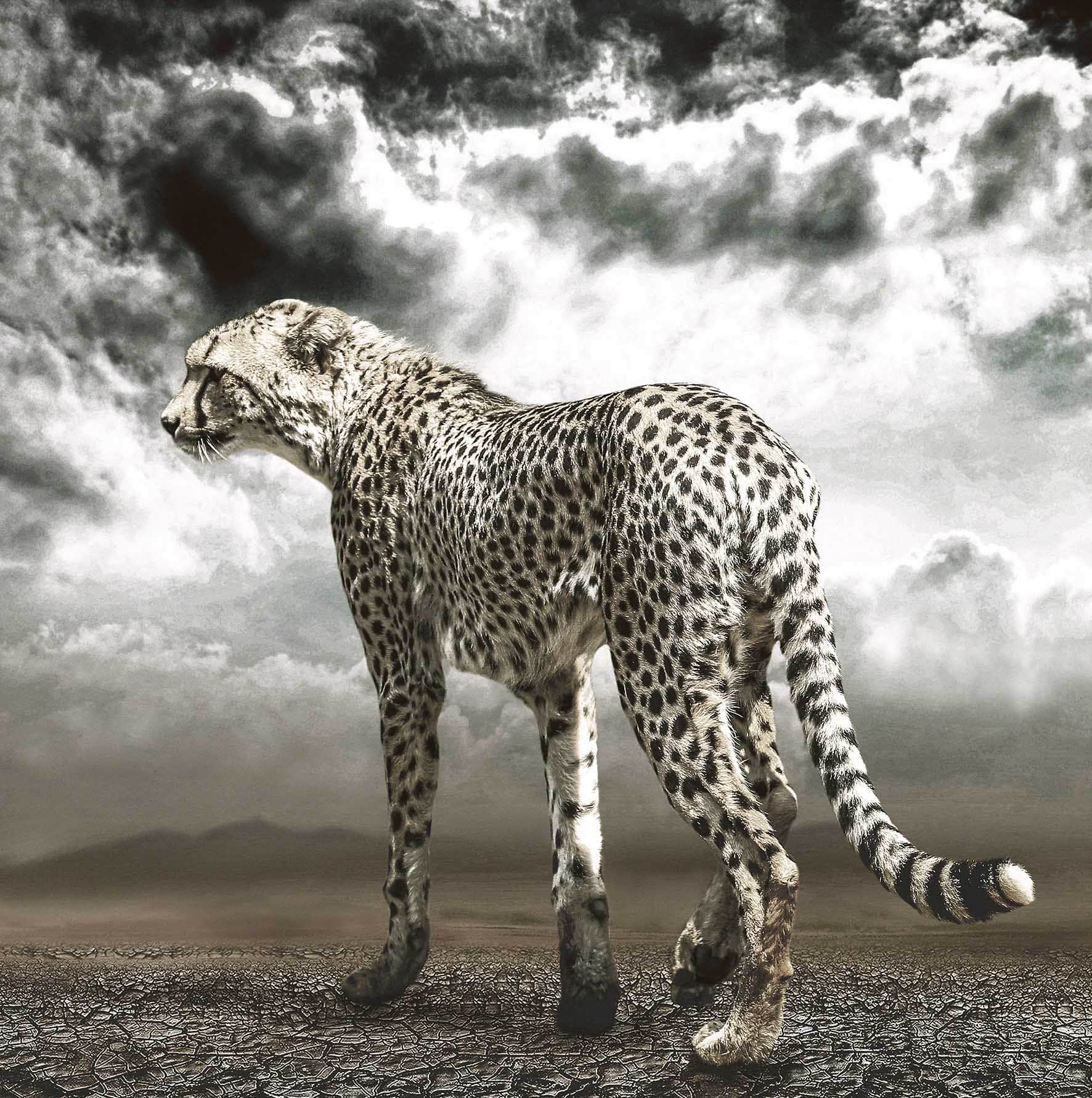 Cheetah on the Plains - Martine Vanderspuy