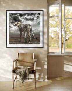 Alternative view of Cheetah on the Plains - Martine Vanderspuy