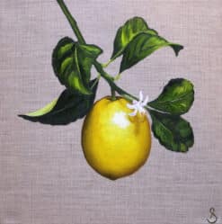 Marcelle - Nell Symonds