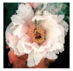 Peony Dreaming - Martine Vanderspuy