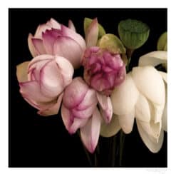 Lotus Love - Martine Vanderspuy