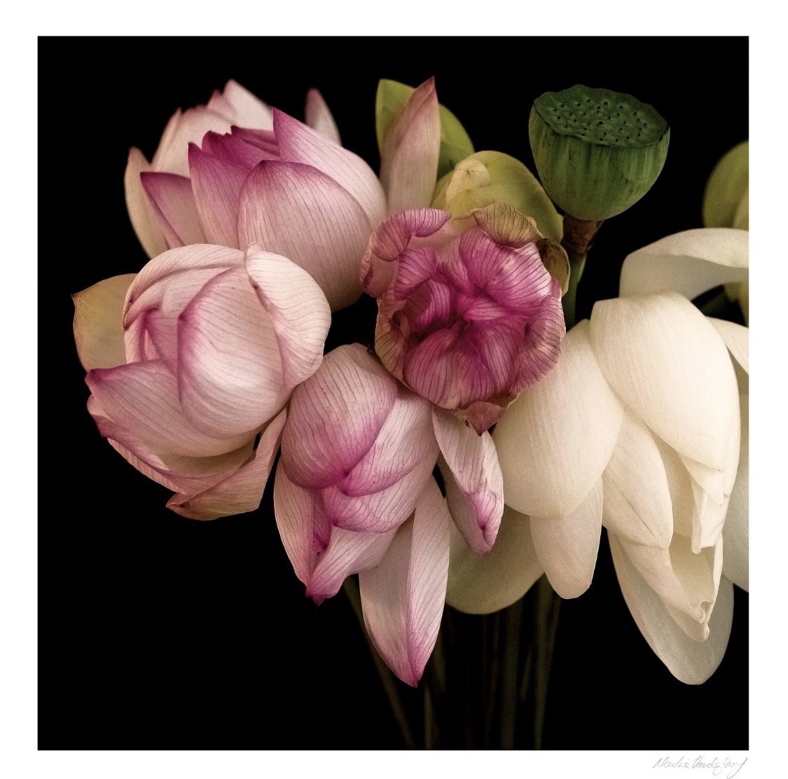 Lotus Love - Martine Vanderspuy